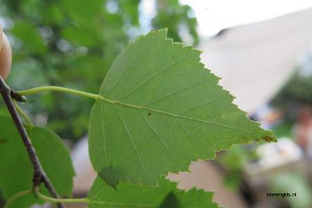  picture  Ruwe_berk |Betula_pendula