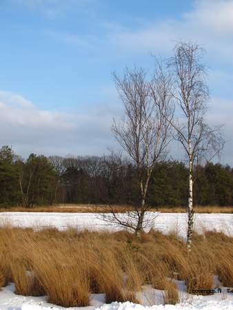  picture  Ruwe_berk |Betula_pendula