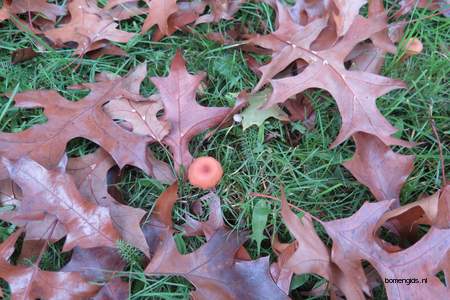  picture  Scharlaken_eik |Quercus_coccinea