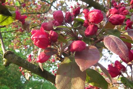  picture  Sierappel |Malus_baccata