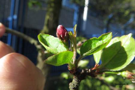  picture  Sierappel |Malus_baccata