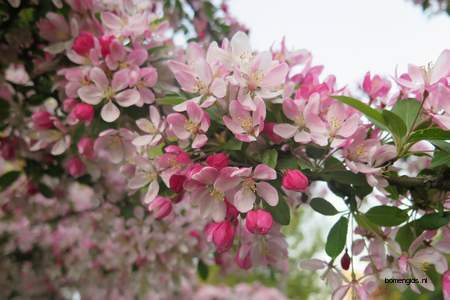  picture  Sierappel |Malus_baccata