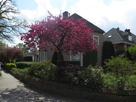  picture  Sierappel |Malus_baccata