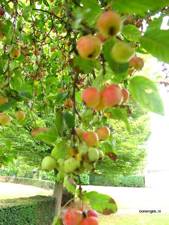  picture  Sierappel |Malus_baccata