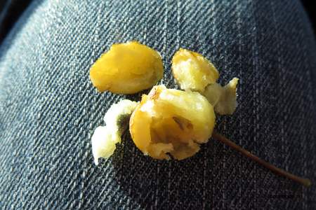  picture  Sierappel |Malus_baccata