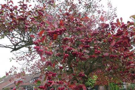  picture  Sierappel |Malus_baccata