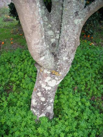  picture  Sinaasappel |Citrus_sinensis