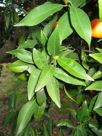  picture  Sinaasappel |Citrus_sinensis