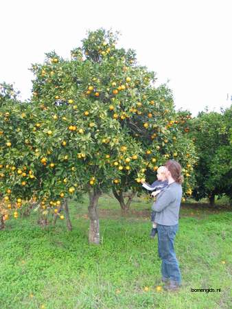  picture  Sinaasappel |Citrus_sinensis