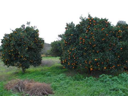  picture  Sinaasappel |Citrus_sinensis