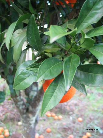  picture  Sinaasappel |Citrus_sinensis