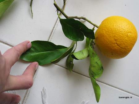  picture  Sinaasappel |Citrus_sinensis