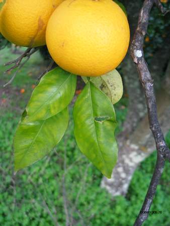  picture  Sinaasappel |Citrus_sinensis
