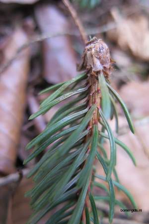  picture  Sitkaspar |Picea_sitchensis