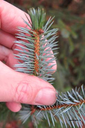  picture  Sitkaspar |Picea_sitchensis