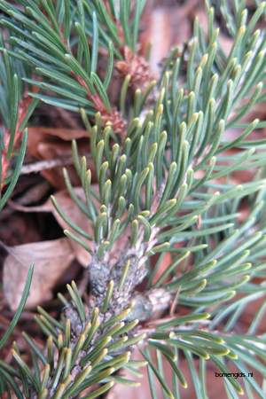  picture  Sitkaspar |Picea_sitchensis