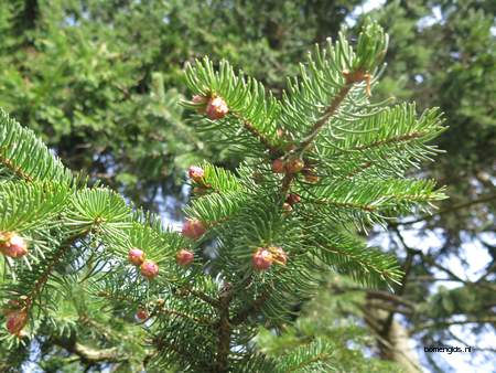  picture  Sitkaspar |Picea_sitchensis