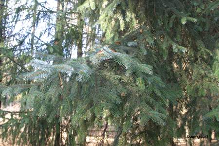  picture  Sitkaspar |Picea_sitchensis