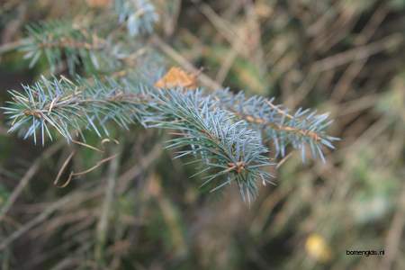  picture  Sitkaspar |Picea_sitchensis