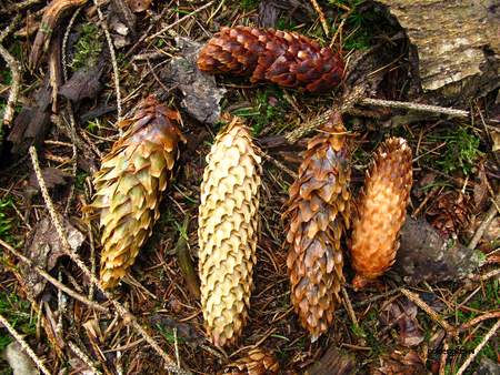 Fruit picture  Sitkaspar ( Picea sitchensis)