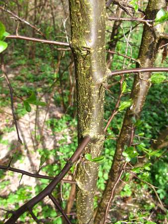  picture  Sleedoorn |Prunus_spinosa