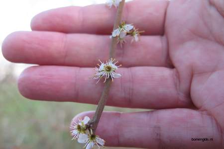  picture  Sleedoorn |Prunus_spinosa