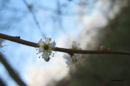  picture  Sleedoorn |Prunus_spinosa