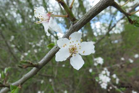  picture  Sleedoorn |Prunus_spinosa