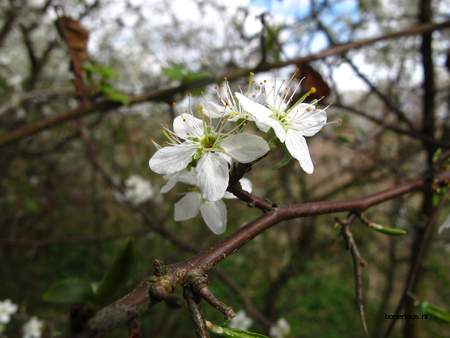  picture  Sleedoorn |Prunus_spinosa