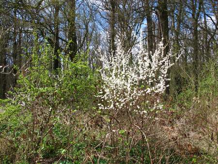  picture  Sleedoorn |Prunus_spinosa