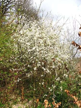  picture  Sleedoorn |Prunus_spinosa