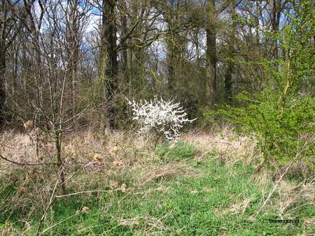  picture  Sleedoorn |Prunus_spinosa