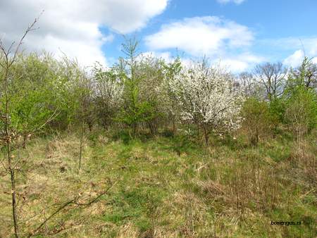  picture  Sleedoorn |Prunus_spinosa