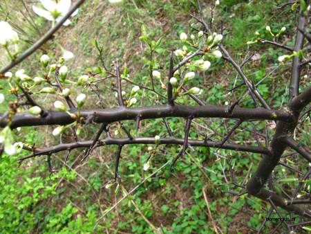  picture  Sleedoorn |Prunus_spinosa