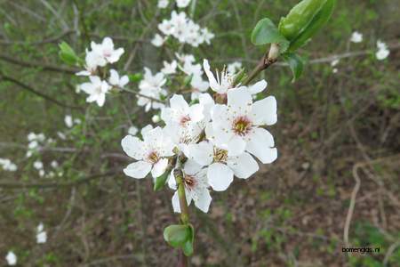  picture  Sleedoorn |Prunus_spinosa