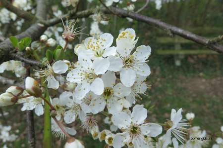  picture  Sleedoorn |Prunus_spinosa