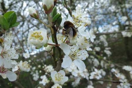  picture  Sleedoorn |Prunus_spinosa