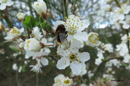  picture  Sleedoorn |Prunus_spinosa