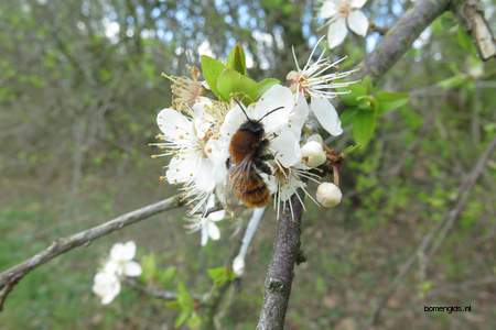  picture  Sleedoorn |Prunus_spinosa