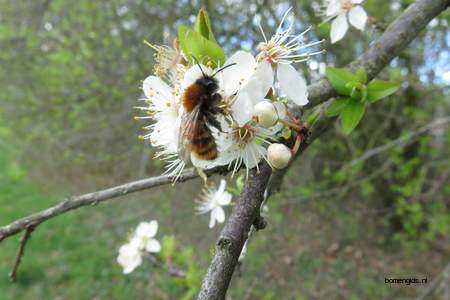  picture  Sleedoorn |Prunus_spinosa
