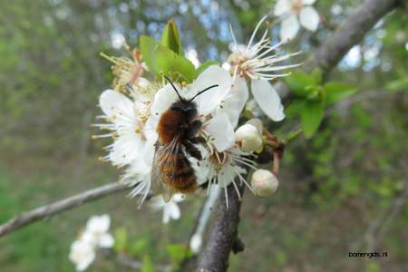  picture  Sleedoorn |Prunus_spinosa