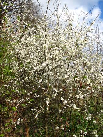  picture  Sleedoorn |Prunus_spinosa