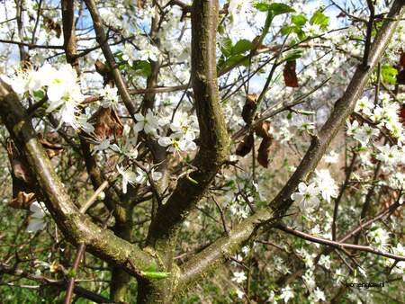  picture  Sleedoorn |Prunus_spinosa