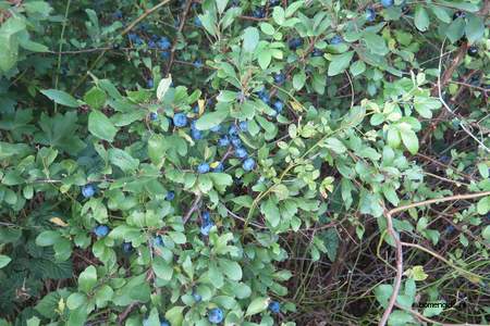  picture  Sleedoorn |Prunus_spinosa