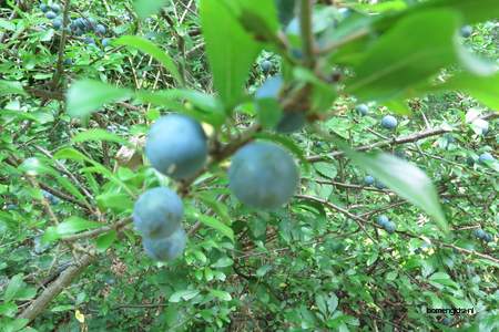  picture  Sleedoorn |Prunus_spinosa