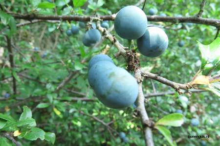  picture  Sleedoorn |Prunus_spinosa