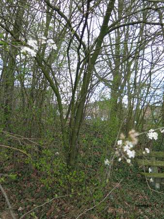  picture  Sleedoorn |Prunus_spinosa