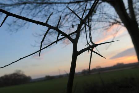  picture  Sleedoorn |Prunus_spinosa