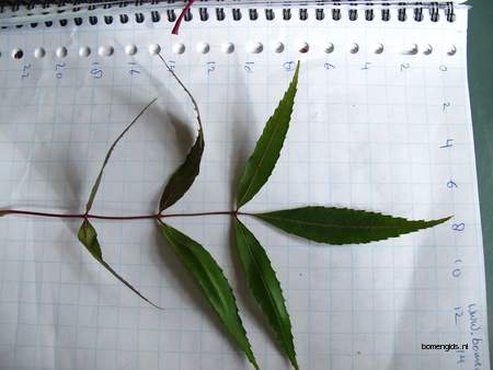  picture  Smalbladige_es |Fraxinus_angustifolia