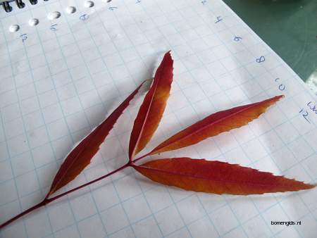  picture  Smalbladige_es |Fraxinus_angustifolia